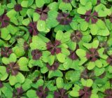 Lessons learned from 2020 – for 2021